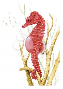 Royalty Free Clipart Image of a Seahorse 
