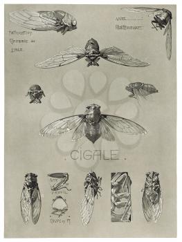 Royalty Free Clipart Image of a Cicada Bug 