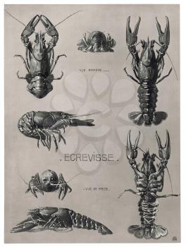 Royalty Free Clipart Image of a Crayfish 