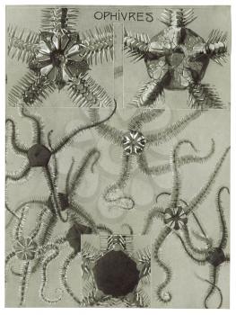 Royalty Free Clipart Image of a Brittle Star 
