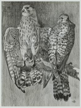 Royalty Free Clipart Image of a Pair of Falcons