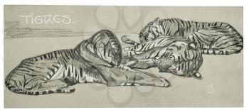 Royalty Free Clipart Image of Sleeping Tigers