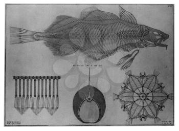 Royalty Free Clipart Image of the Skeleton of a Cod Fish 