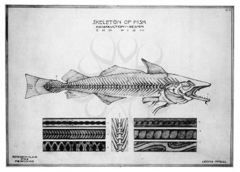 Royalty Free Clipart Image of the Skeleton of a Cod fish 