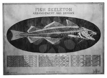 Royalty Free Clipart Image of the Skeleton of a Cod Fish 