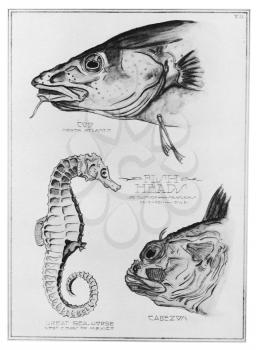 Royalty Free Clipart Image of different Fish heads 