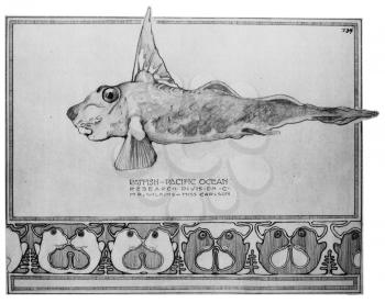 Royalty Free Clipart Image of a Ratfish