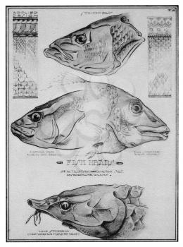 Royalty Free Clipart Image of Fish Heads 