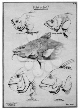 Royalty Free Clipart Image of Fish Heads