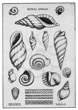 Royalty Free Clipart Image of Spiral Shells 
