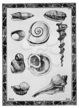 Royalty Free Clipart Image of Shells