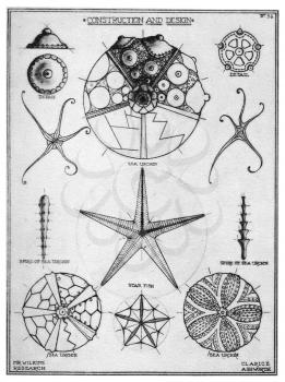 Royalty Free Clipart Image of Design and Construction of a Sea Urchin and a Starfish 