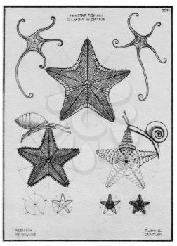 Royalty Free Clipart Image of Starfish 