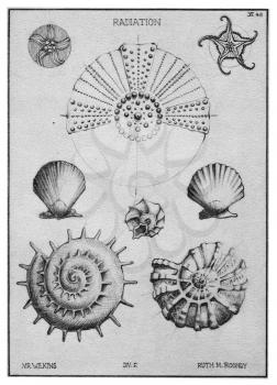Royalty Free Clipart Image of Radiation Seashells