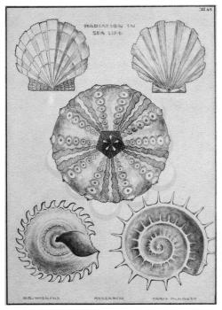 Royalty Free Clipart Image of Radiation Seashells