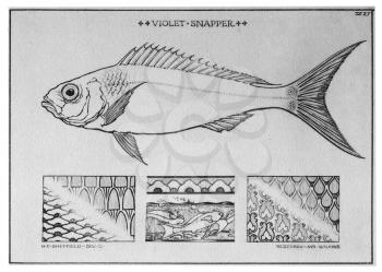 Royalty Free Clipart Image of a Snapper Fish 