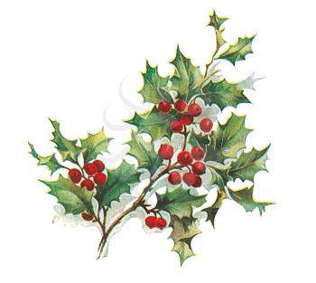 Royalty Free Clipart Image of Holly and Ivy