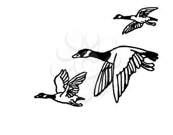 Royalty Free Clipart Image of Canada Geese