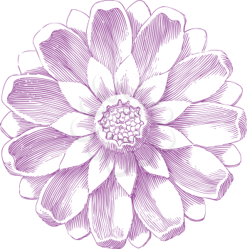 Royalty Free Clipart Image of a Purple Flower