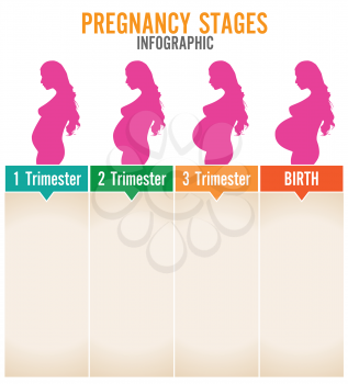 Pregnancy stages. Vector illustration.