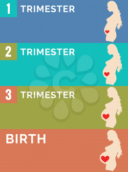 Pregnancy stages. Infographic. Vector illustration