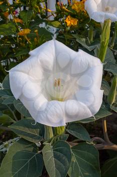 Blossomed white large flower of decorative datura