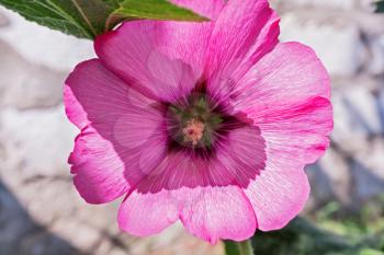 Opened flower of pink mallow in the sun