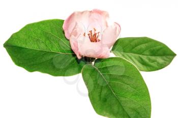 Pink flower with green leaves isolated on white background