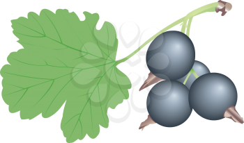 Illustration of a branch of a black currant