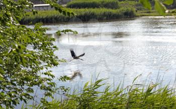The stork flying over the water of the lake with the reeds
