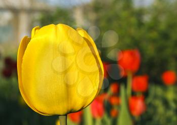 One yellow tulip on a blurred background