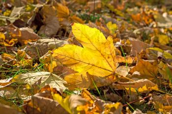 Yellow leaf on a background of dry fallen leaves