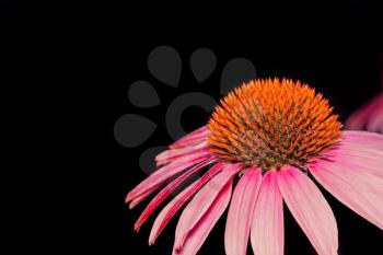 Flower of pink Echinacea closeup on a dark background