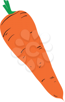 Illustration of a ripe orange carrot on a white background