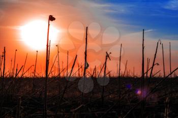 Mown field of a sunflower at sundown