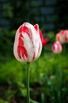 One motley white-red blossoming tulip on a blurred background