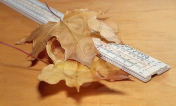 Ruler among yellow maple leaves on a wooden background