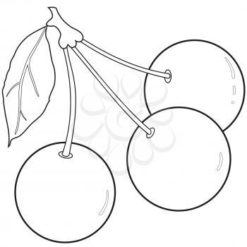 Illustration of the twig outlines with three cherries