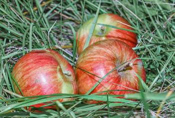 Three ripe apple fallen in autumn grass