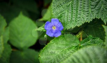 Small blue flower on a background of green leaves