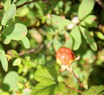 Cloudberry is growing in the swamp. Harvest in the forest