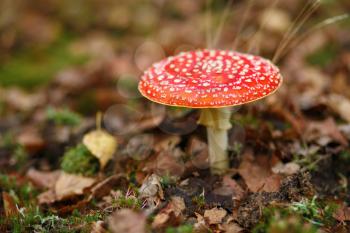 Amanita muscaria. Poisonous Mushroom in the autumn forest. Shallow depth of field. Selective focus.