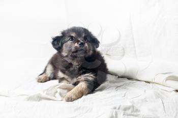 Adorable cute little puppy dog against a white sheet background.