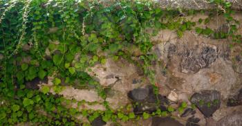 Old stone wall, braided bright green bindweed.