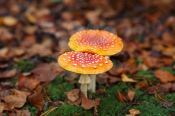 Amanita muscaria.  Two wild hallucinogenic mushrooms in the autumn forest. Shallow depth of field. Selective focus.