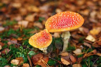 Amanita muscaria. Two red poisonous mushrooms in the autumn forest. Shallow depth of field. Selective focus.