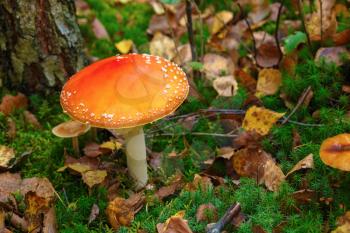 Amanita muscaria. Fly agaric in the autumn forest. Shallow depth of field. Selective focus.