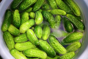 Green cucumbers in a basin of water. Wash cucumbers before canning.