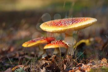 Amanita muscaria. Three red poisonous mushrooms in the autumn forest. Unedible mushroom. Shallow depth of field. Selective focus.