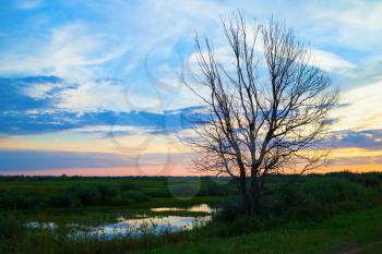 An old dry tree against the evening sky and a pond. Scenic bright beautiful sunset in the countryside.